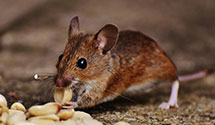24 Hour & Emergency Exterminators in Loves Park, IL